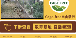 非笼养鸡蛋崛起：破解土鸡蛋市场困局，四川信德引领产业升级新潮流