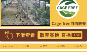 非笼养鸡蛋崛起：破解土鸡蛋市场困局，四川信德引领产业升级新潮流