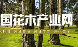 中国花木产业网——引领绿色产业新风尚，创新服务助力花木产业高质量发展